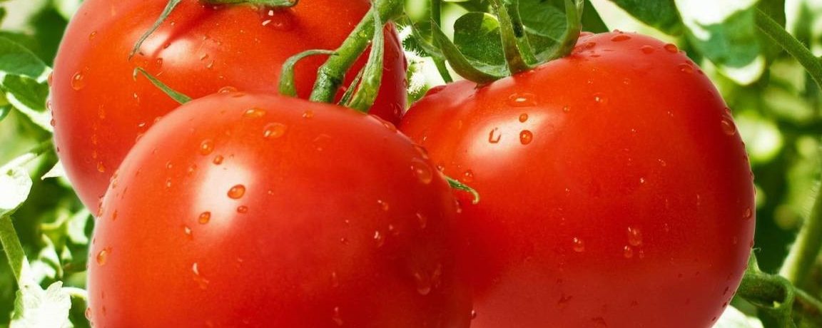 זן עגבניות "ליאנה"