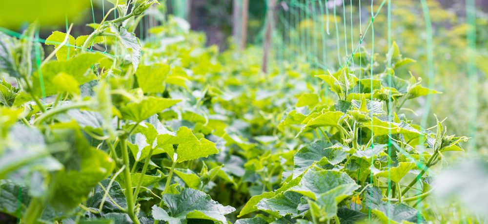 Cultiver des concombres sur un treillis