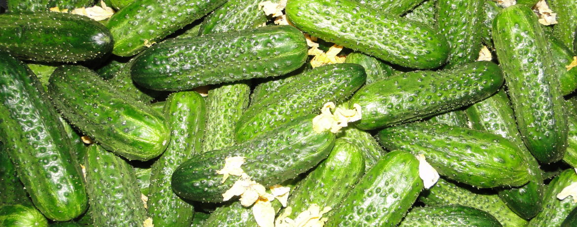 Miranda šķirnes raža