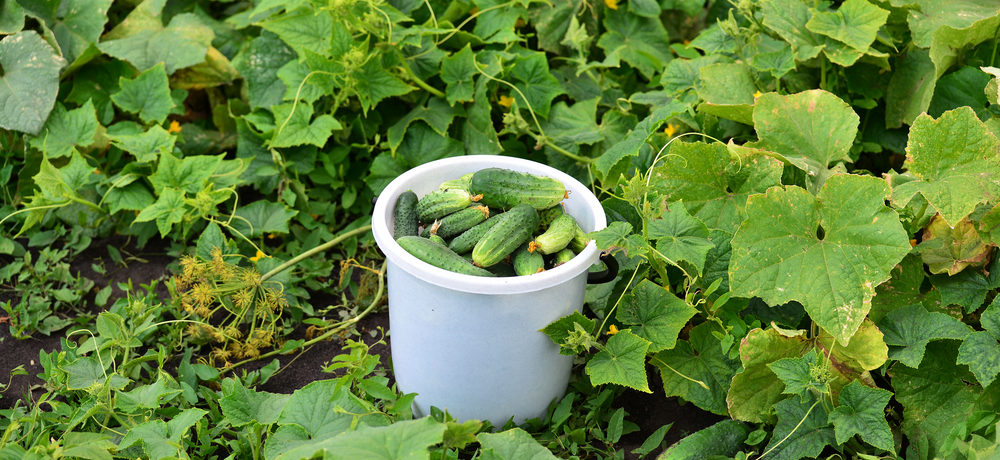 Gurķu raža spainī