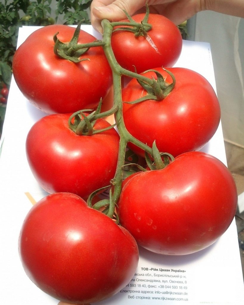 Tomate « Charisma F1 »