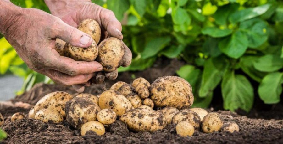 Brjanskas kartupeļu raža