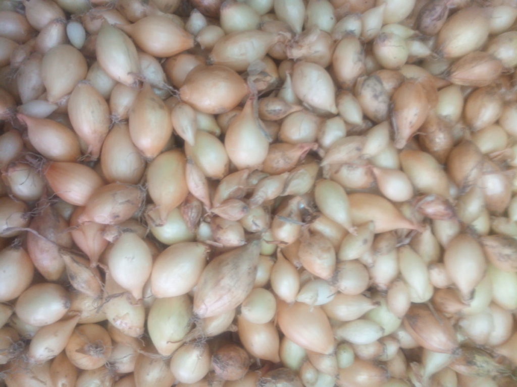 Radars - Nīderlandes ziemas sīpolu komplekti