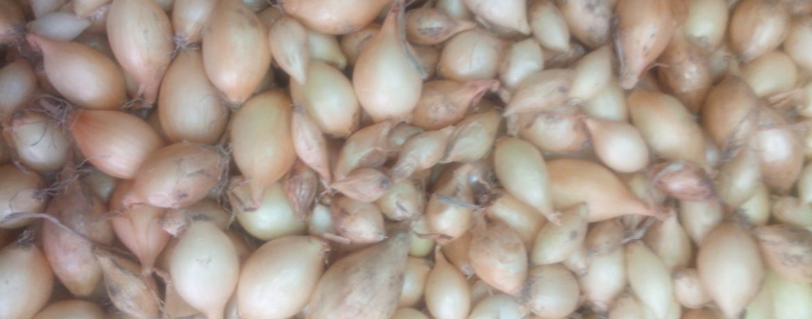 Radars - Nīderlandes ziemas sīpolu komplekti