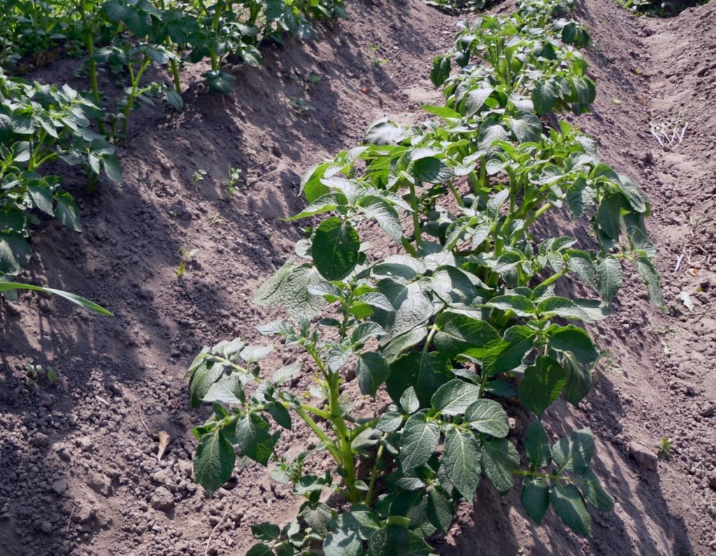 Kartupeļi ar sēklām dārza dobē