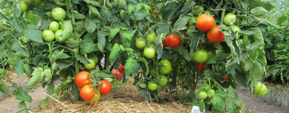 Nyílt földön termesztett paradicsom