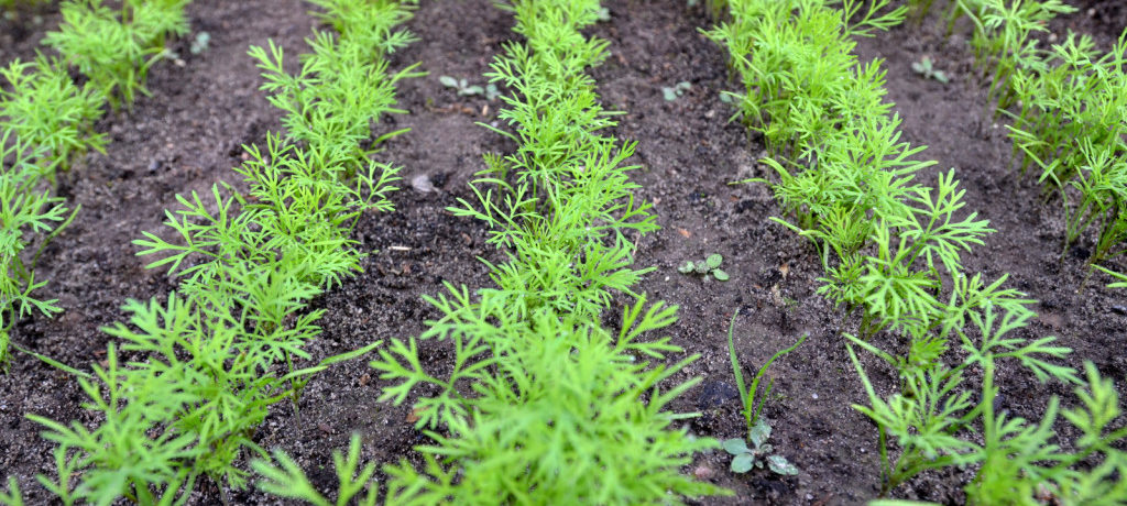 Grządka z młodym koprem