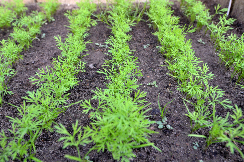 A bed of young dill