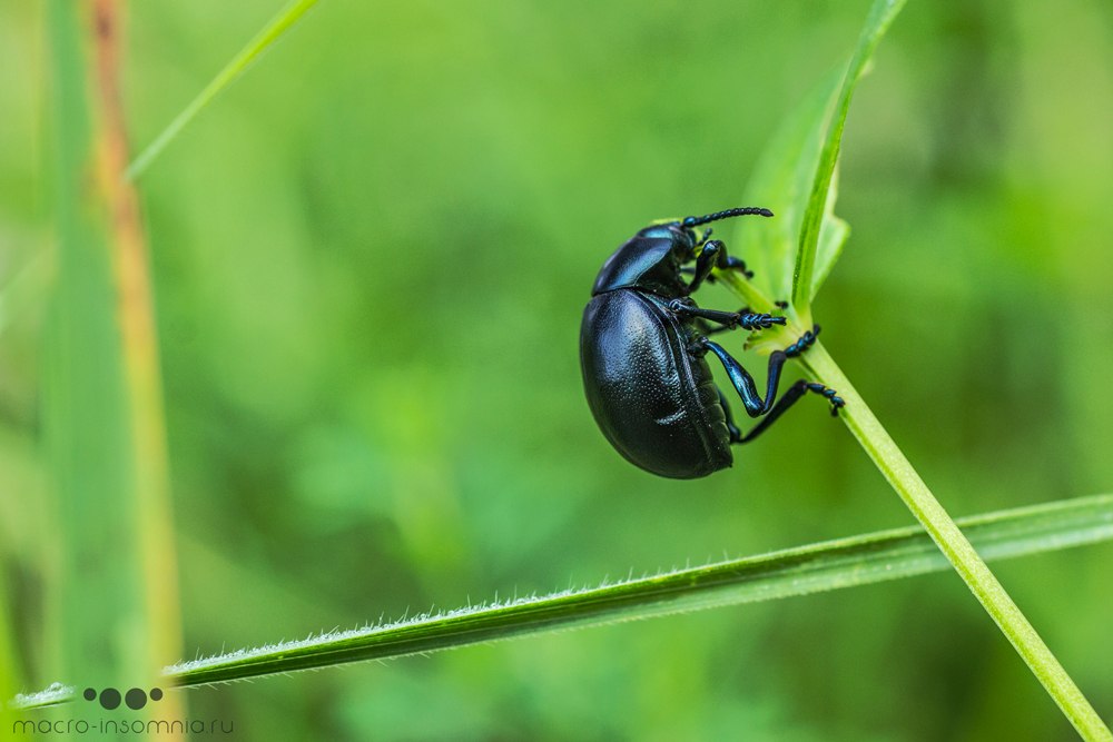 Lapu vaboles izskats Lapu vaboles izskats