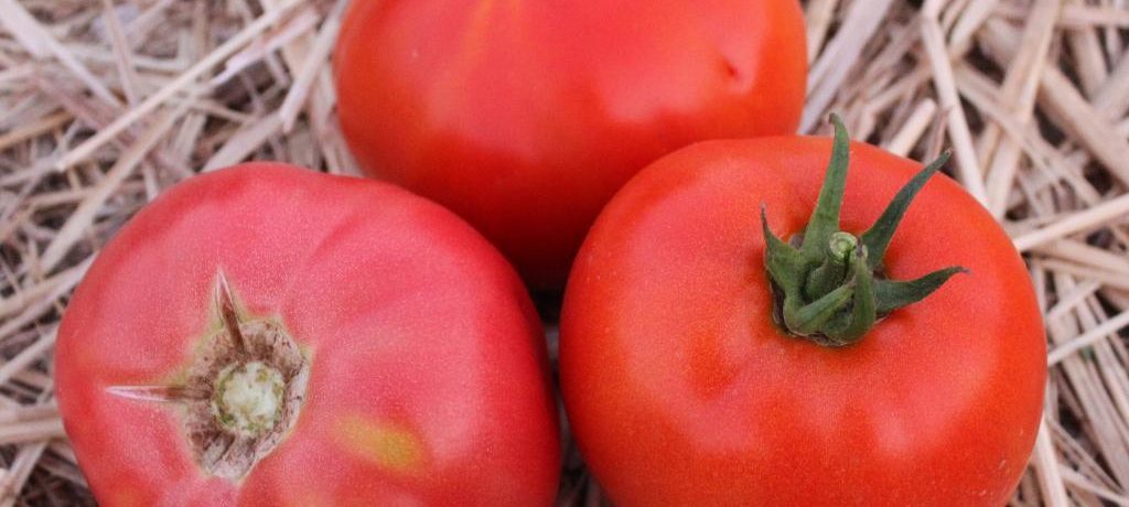 פירות עגבניית הטיטאן