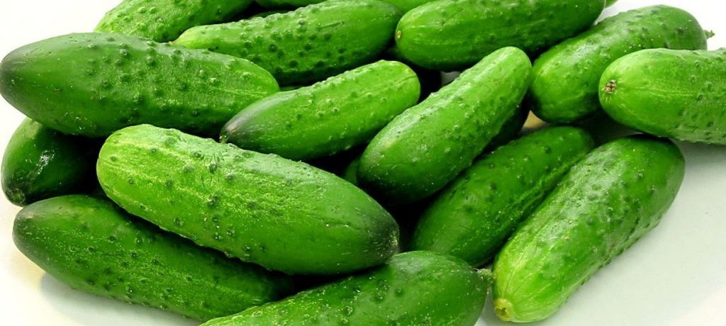 Varietà di cetriolo "Altai"