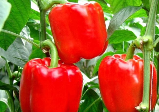 Kalifornijas brīnuma sarkanie pipari