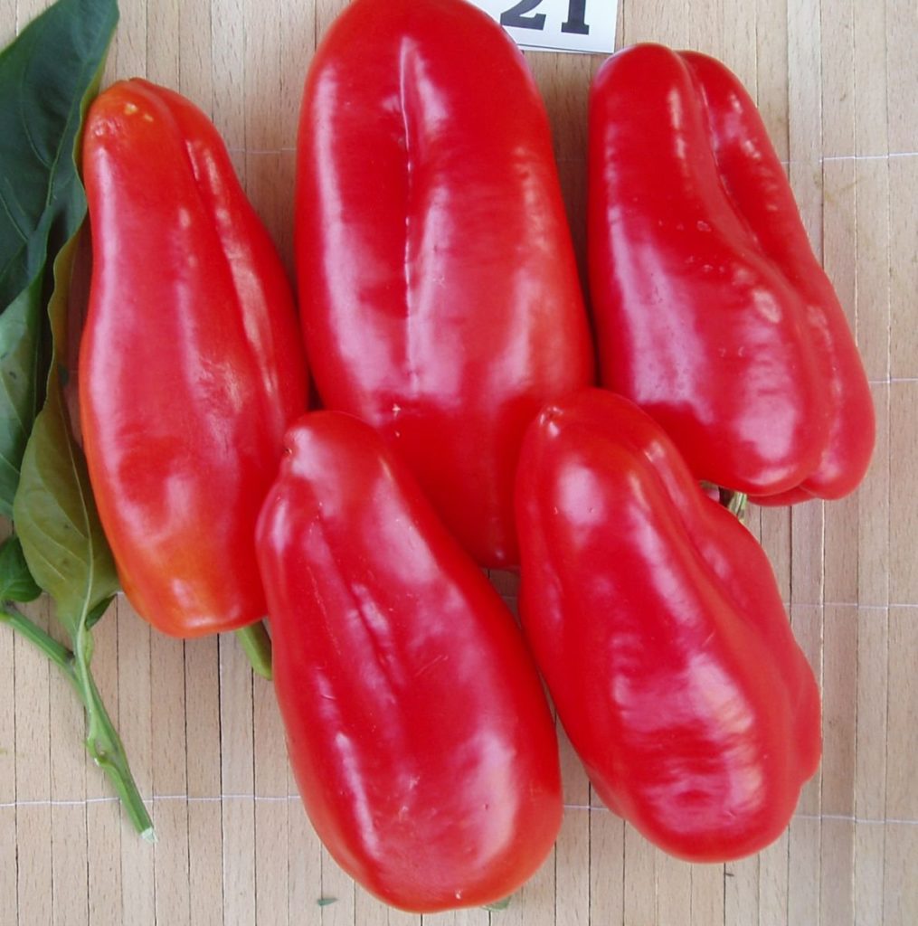 Piparu šķirne Atlant