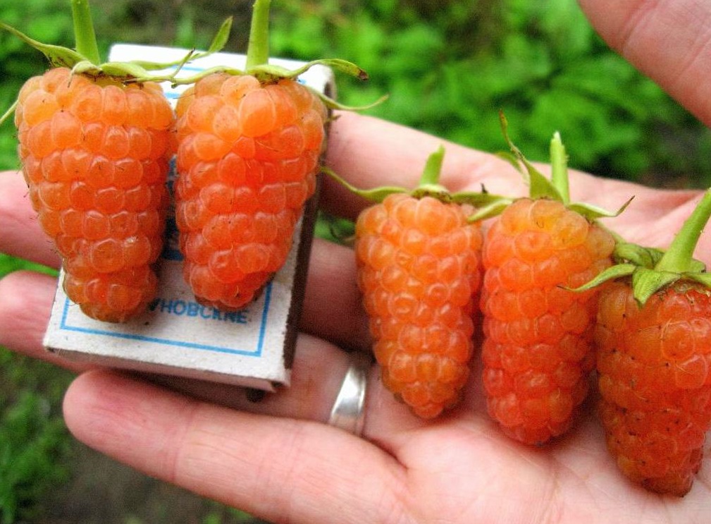 Oranžas avenes uz rokām Oranžas avenes uz rokām