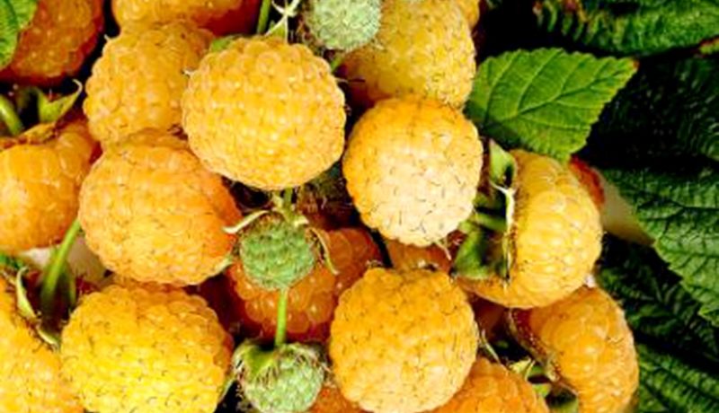 Framboises « Orange Miracle »