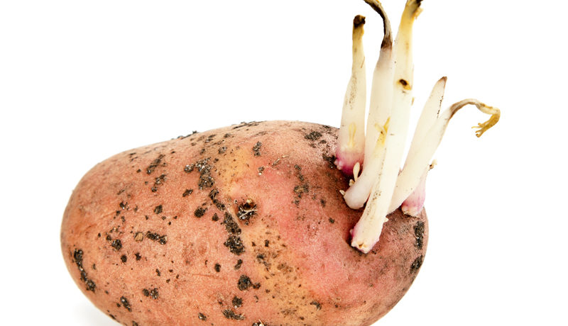 Patate con germogli