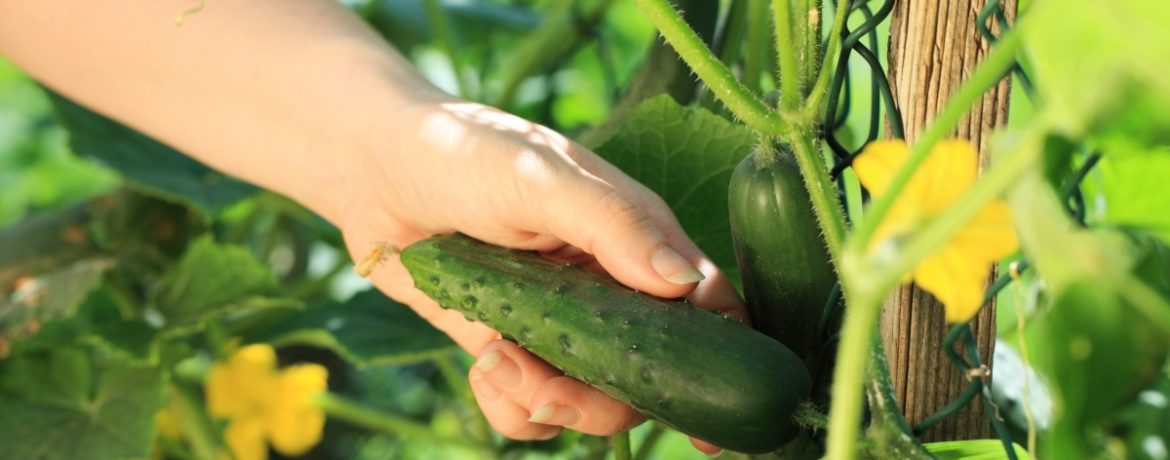 حصاد الخيار الملقح ذاتيًا