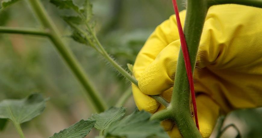 A paradicsomos mostohafiak kicsípésének folyamata