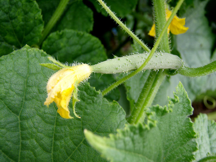 مبيض الخيار على شجيرة مبيض الخيار على شجيرة