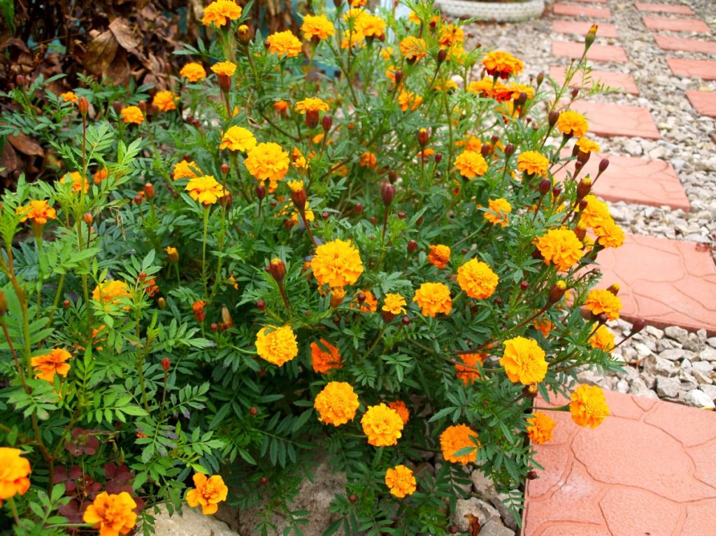 Kliņģerītes kā līdzeklis pret punduriem