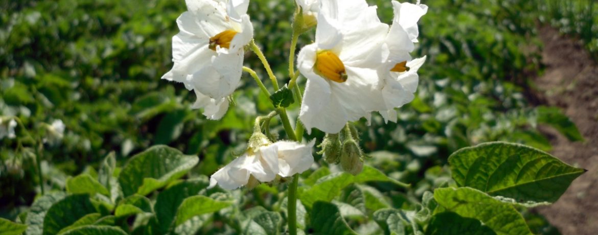 Grandi cime di patate