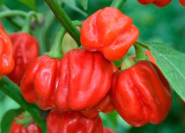 Ķīniešu Habanero pipari