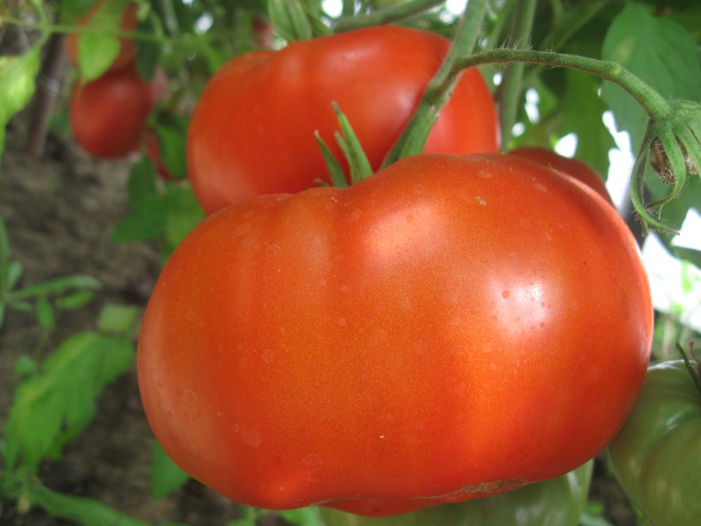 Variété de tomate « Bogema »