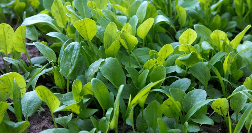 Szczaw rosnący w ogrodzie