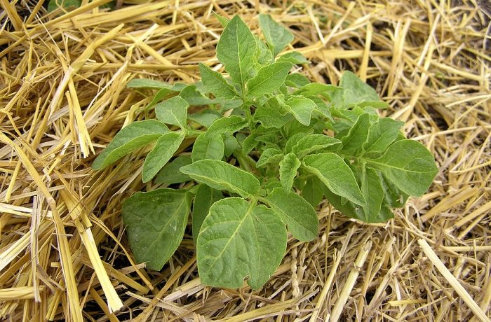 Egy burgonyabokor szalma alatt