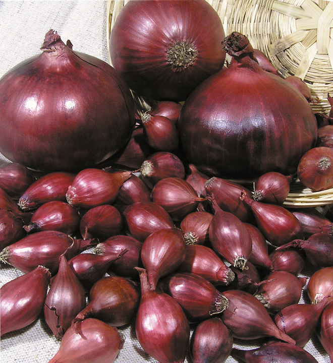 Sīpolu komplekti Barons Sīpolu komplekti Barons