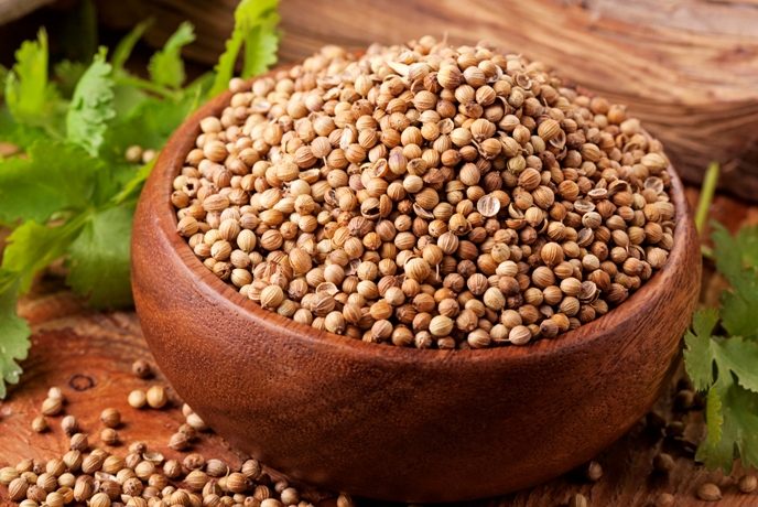 Nasiona kolendry na talerzu