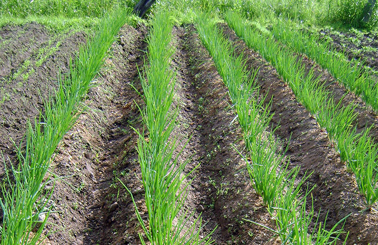 Ziemas sīpolu dobe Ziemas sīpolu dobe