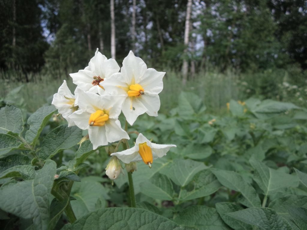 Kartupeļu ziedi dārzā