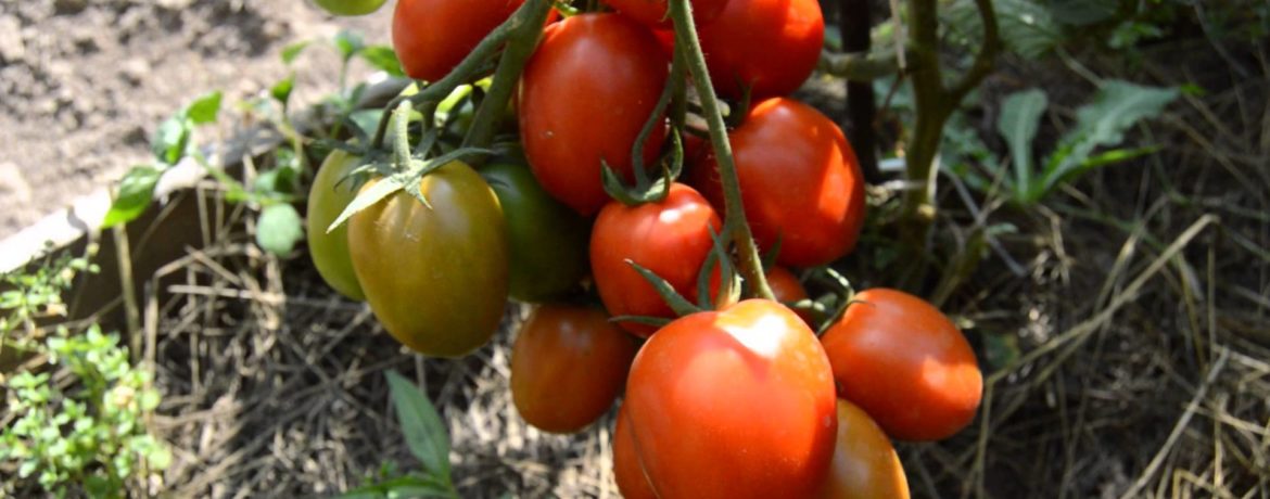 זן עגבניות היפרבולה