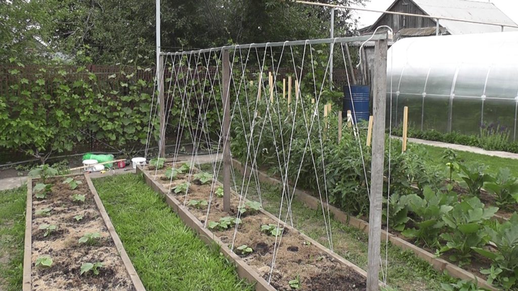 Trellis for growing cucumbers