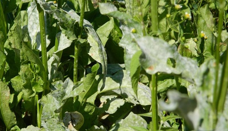 Mączniak prawdziwy na szczawiu