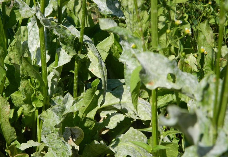 البياض الدقيقي على الحميض البياض الدقيقي على الحميض