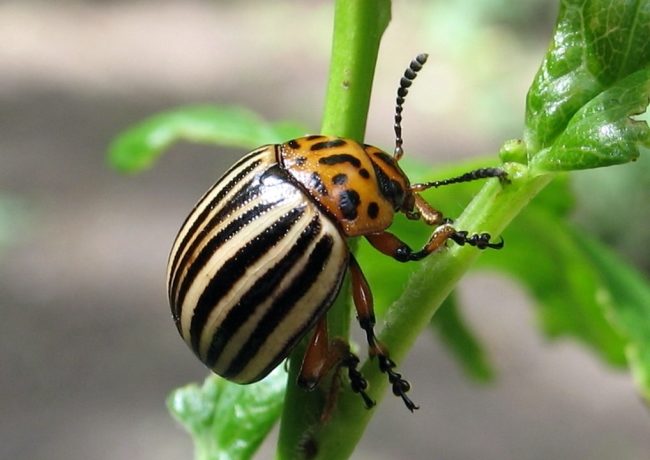 Colorado potato beetle sa patatas