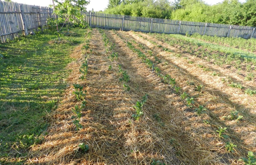 Growing potatoes under straw