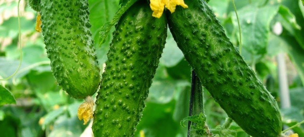 Gurķu šķirne "Cascade"