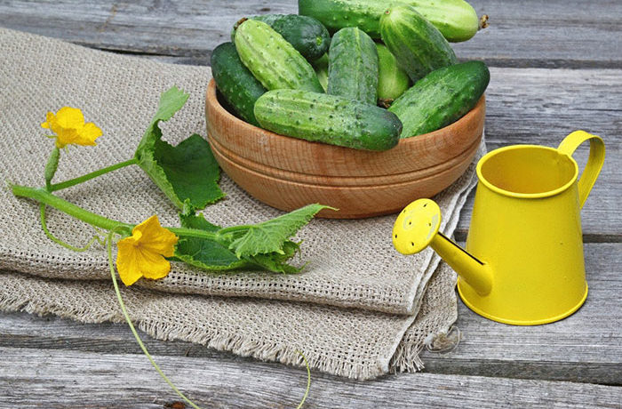 Gurķu olnīcas uz galda