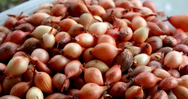 Ziemas sīpoli uz šķīvja Ziemas sīpoli uz šķīvja