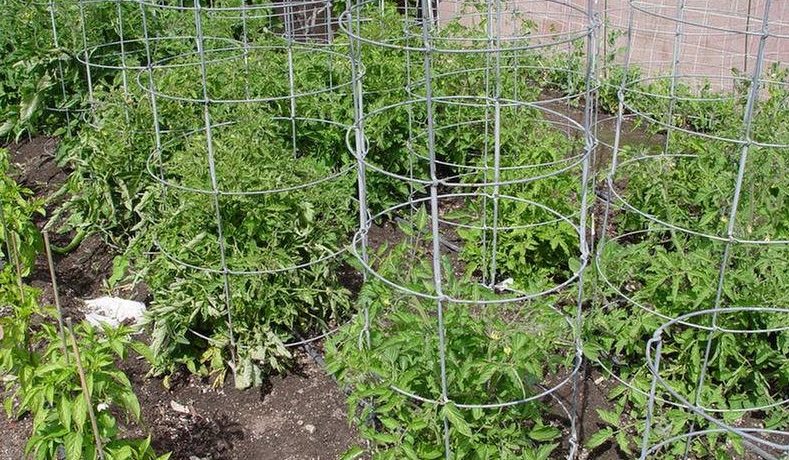 קשירת עגבניות באמצעות כלוב