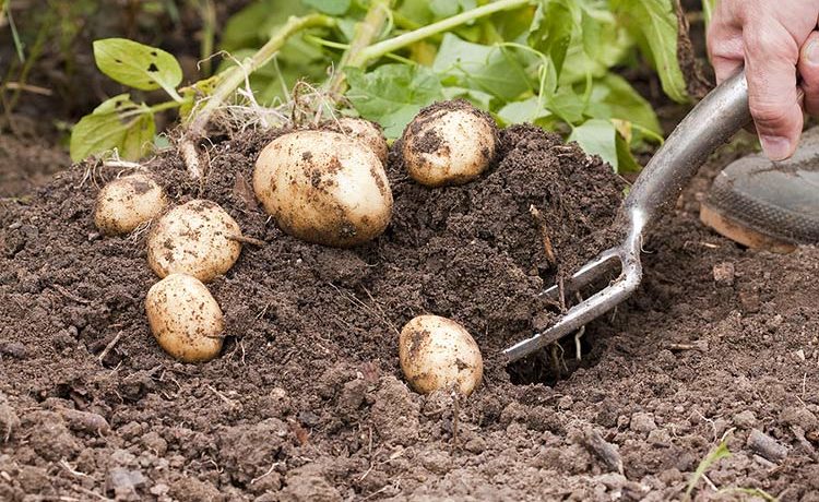 수동 감자 수확