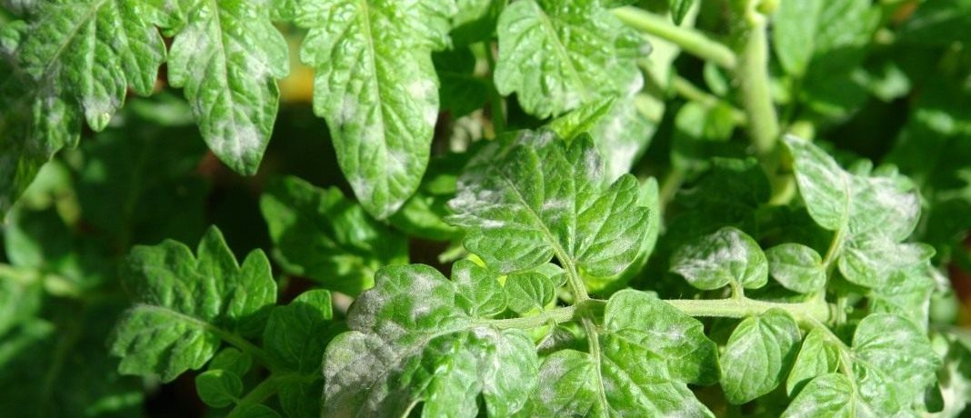 Lisztharmat a paradicsom levelein