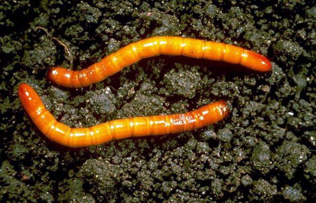 Stiepļtārpu kāpuri uz zemes Stiepļtārpu kāpuri uz zemes