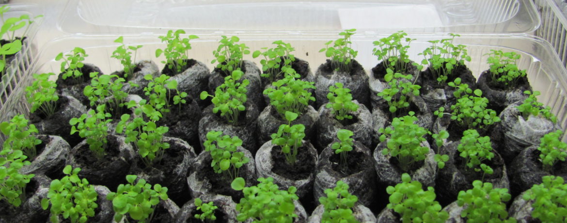 Piantine di patate sul davanzale della finestra