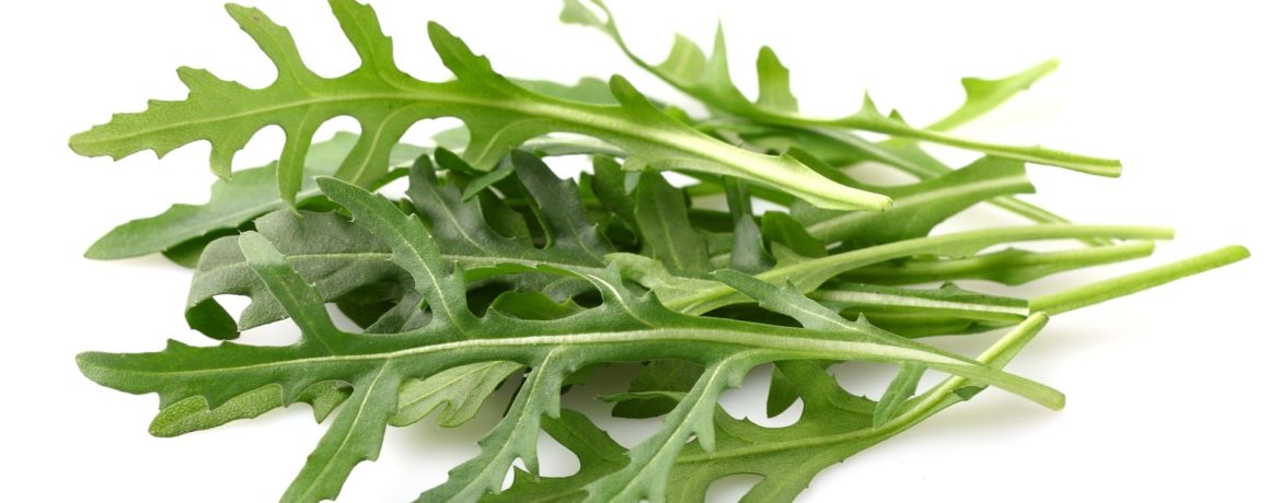 Zielone liście rukoli