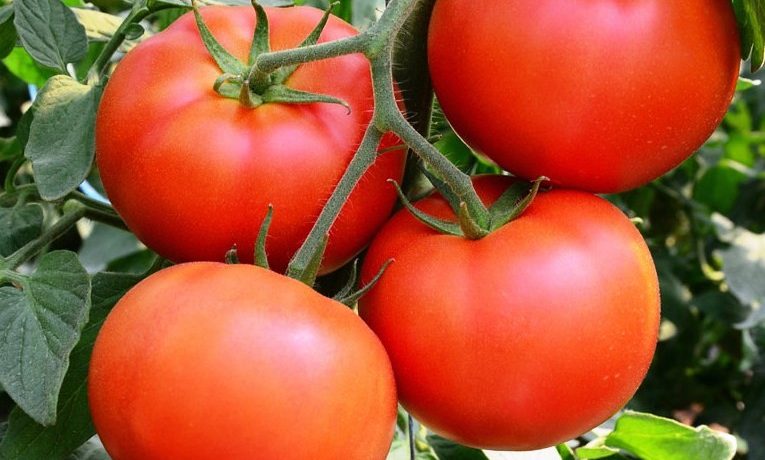 פירות זן עגבניות בובקט