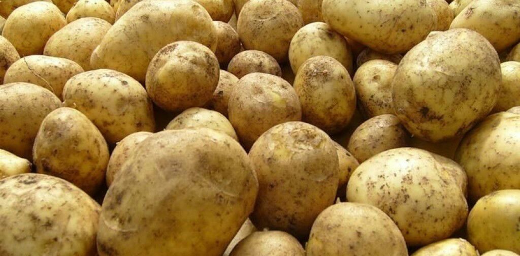 다차에서의 감자 수확